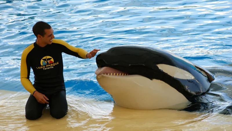 Photo: Outside. Orca Ocean trainer Alexis Martínez with Keto